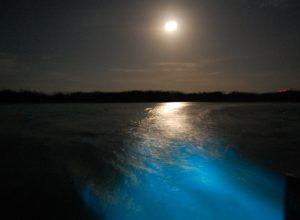Moonlight reflecting over the glowing waters of the Luminous Lagoon in Trelawny, Jamaica.