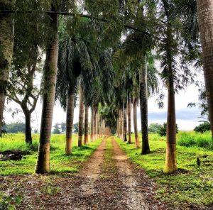 Palm-lined entrance road at Hampden Estate in Trelawny Jamaica.