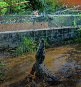 Crocodile jumping from water during feeding at Jamaica Swamp Safari Village in Falmouth Jamaica.