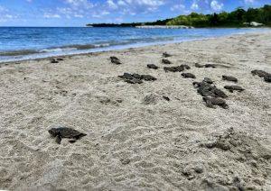 Sea turtle hatchlings walking toward the Caribbean Sea in St Mary Jamaica.