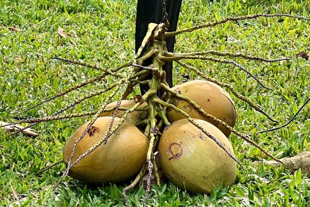 Bunch of fresh green coconuts on the grass, ready for coconut water and jelly in Jamaica. 
